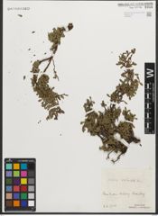 Foto von Salix retusa L.